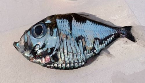 Κι όμως αυτό το «μεταλλικό» ψάρι κατάφερε να γίνει viral