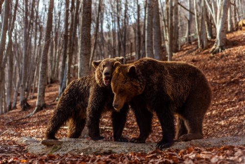 Ξύπνησαν οι αρκούδες στο Καταφύγιο του «Αρκτούρου» στο Νυμφαίο της Φλώρινας