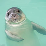 Η Λένα και η Νικόλ ξανά ελεύθερες στα νερά του Αιγαίου