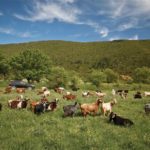 Ευρωπαϊκό Δικαστήριο: Απαλλαγή της Ελλάδας από πρόστιμο για τα βοσκοτόπια