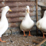 Βουλγαρία: Κρούσματα γρίπης των πτηνών σε πτηνοτροφείο