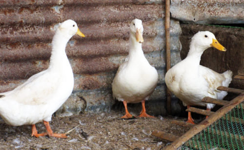 Βουλγαρία: Κρούσματα γρίπης των πτηνών σε πτηνοτροφείο