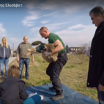 Η διάσωση της λύκαινας Ελισάβετ από τον «Αρκτούρο» (βίντεο + φωτογραφίες)