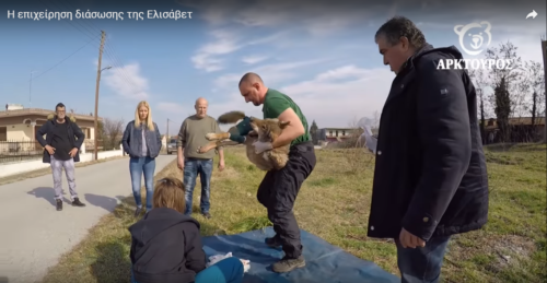 Η διάσωση της λύκαινας Ελισάβετ από τον «Αρκτούρο» (βίντεο + φωτογραφίες)