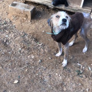 DASH: Ένα καταφύγιο για τρομαγμένα ζώα στην Μεσσήνη