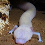 Σαλαμάνδρα έμεινε ακίνητη για επτά χρόνια