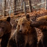 Ο «Αρκτούρος» ζητάει τη βοήθεια σας