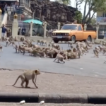 Ταϋλάνδη: Εκατοντάδες πεινασμένες μαϊμούδες τσακώνονται για ένα κεσεδάκι γιαούρτι [ΒΙΝΤΕΟ]