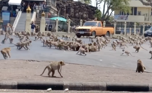 Ταϋλάνδη: Εκατοντάδες πεινασμένες μαϊμούδες τσακώνονται για ένα κεσεδάκι γιαούρτι [ΒΙΝΤΕΟ]