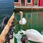 National Geographic: Δεν ξαναγύρισε καμία «άγρια ζωή» στη Βενετία εξαιτίας του κορονοϊού