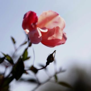 Λίγα λουλούδια αν θέλεις στείλε μου..