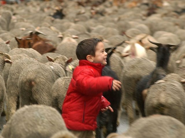 Πόσο φιλόζωος είμαι αν ταΐζω τα αδέσποτα της γειτονιάς και μετά τρώω μπριζόλες;