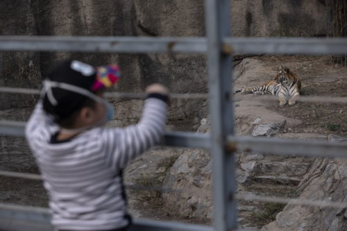ΗΠΑ: Μία τίγρη στον ζωοολογικό κήπο του Μπρονξ προσβλήθηκε από τον κορονοϊό
