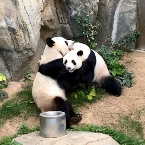 Τα πάντα στον κλειστό ζωολογικό κήπο του Χονγκ Κονγκ ζευγάρωσαν ύστερα από δέκα χρόνια