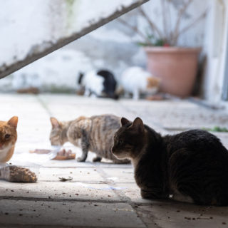 Οι καλύτεροι μας φίλοι μας χρειάζονται ακόμη περισσότερο στην κρίση του κορωνοϊού