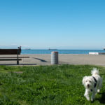 Τι συμβουλεύουν οι κτηνίατροι για τα κατοικίδια ζώα και τις βόλτες κατά το lockdown