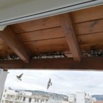 Εντοπίζονται δεκάδες νεκρά ή εξουθενωμένα μεταναστευτικά πουλιά