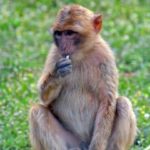 Αφρικανικές μαϊμούδες είχαν διασχίσει τον Ατλαντικό πριν από 34 εκατ. χρόνια