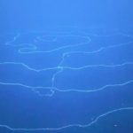 Που βρίσκεται το μακρύτερο ζώο της γης;