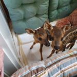 Ακόμα ένα μικρό ζαρκάδι μεταφέρθηκε για περίθαλψη στον «Αρκτούρο»