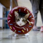 Γάτα στη Γαλλία επέζησε του νέου κορωνοϊού