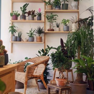 Στο Mother θα βρείτε το φυτό που σας ταιριάζει. Είτε είστε μύστες της χλωρίδας, είτε τώρα αρχίσατε να την μαθαίνετε…