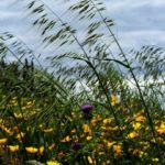 Αγριολούλουδα, ο ξεχωριστός πλούτος της Ελλάδας