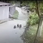 Αρκουδάκια το γλέντησαν στο Μέτσοβο πίνοντας τσίπουρο (BINTEO)