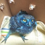 Βαμμένη μπλε μικρή κουκουβάγια και χελώνα με σκαλισμένο καβούκι περιθάλπει η ΑΝΙΜΑ