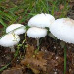 Ποια είναι τα δηλητηριώδη είδη μανιταριών στην Ελλάδα;