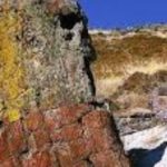 Γιγαντιαίος κορμός απολιθωμένου δένδρου βρέθηκε στο χωριό Βάρος της Λήμνου