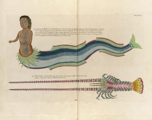 Δείτε οnline έγχρωμες απεικονίσεις θαλάσσιας ζωής του 18ου αιώνα