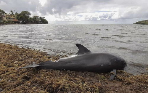 Μαυρίκιος: Τα 38 έχουν φτάσει τα δελφίνια που έχουν ξεβραστεί νεκρά στις ακτές του νησιού