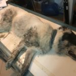 Φόλες με στόχο τους ελληνικούς ποιμενικούς του «Αρκτούρου»