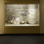 Στον Πηνειό ζούσαν κάποτε ελέφαντες, ιπποπόταμοι και ρινόκεροι