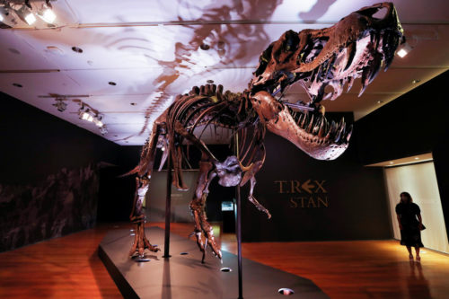 ΗΠΑ: Ένας σκελετός T-rex, ηλικίας 67 εκατομμυρίων ετών, θα δημοπρατηθεί στη Νέα Υόρκη