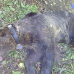 Φλώρινα: Αρκούδα παγιδεύτηκε σε παράνομη θηλιά για αγριογούρουνα