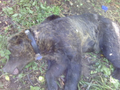 Φλώρινα: Αρκούδα παγιδεύτηκε σε παράνομη θηλιά για αγριογούρουνα