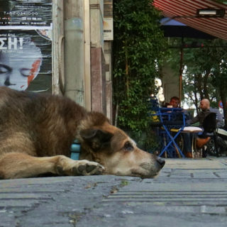 Οι Άγνωστοι Αθηναίοι: Ένα συγκινητικό ντοκιμαντέρ για τα αδέσποτα, μία αβίαστη ωδή στο κέντρο της Αθήνας