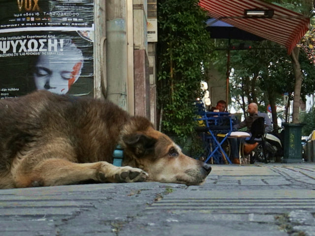 Οι Άγνωστοι Αθηναίοι: Ένα συγκινητικό ντοκιμαντέρ για τα αδέσποτα, μία αβίαστη ωδή στο κέντρο της Αθήνας