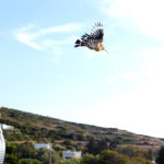 Απελευθέρωση τραυματισμένου τσαλαπετεινού στην Πάρο