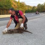 Νεκρή βίδρα εντοπίστηκε στον παραλίμνιο δρόμο Καστοριάς