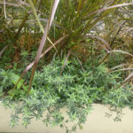 Μεγάλος Περίπατος: Φύτεψαν κάνναβη στις ζαρντινιέρες στο κέντρο της Αθήνας