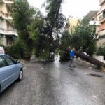 Κακοκαιρία: Δείτε εικόνες από τα πεσμένα δέντρα στο Νέο Ηράκλειο