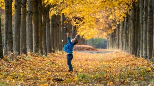 Γιατί πέφτουν τα φύλλα από τα δέντρα πιο νωρίς το φθινόπωρο;