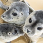 Ρωσία: Σχεδόν 300 φώκιες απειλούμενου είδους ξεβράσθηκαν στην Κασπία