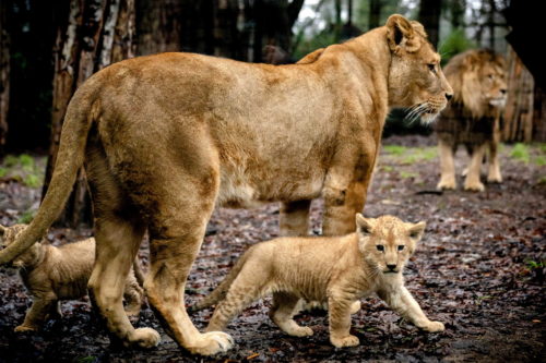 Σιγκαπούρη: Ένα λιονταράκι γεννήθηκε στον Ζωολογικό Κήπο της Σιγκαπούρης με τεχνητή γονιμοποίηση