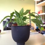 Τα φυτά στο σπίτι βελτιώνουν την ψυχική υγεία στη διάρκεια του lockdown