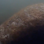 ΗΠΑ: Χάραξαν «Τραμπ» στη ράχη ενός μανάτου στη Φλόριντα [ΒΙΝΤΕΟ]