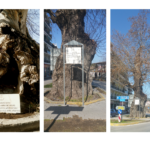 Δένδρα-μάρτυρες της Επανάστασης του 1821